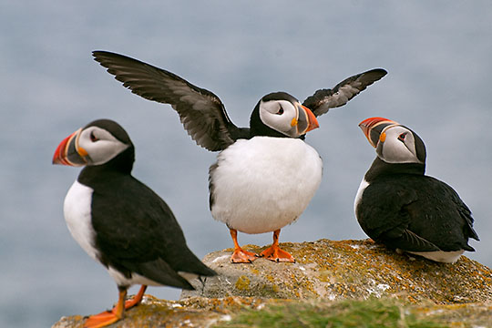 "Puffin Rally, Elliston, Newfoundland", &copy;2013 Gary Robins
