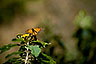 &copy;2012 Gary Robins