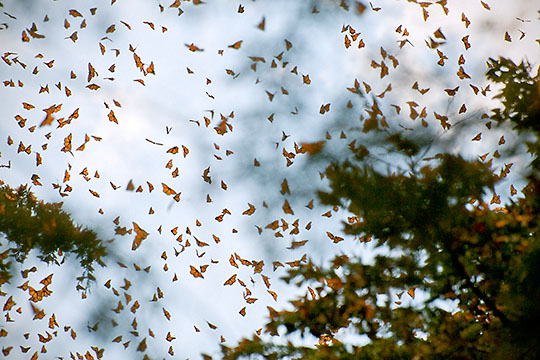 "Flight Paths, Cerro Pelon, Mexico", &copy;2012 Gary Robins