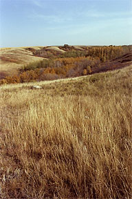 "Near Blackstrap Lake"
