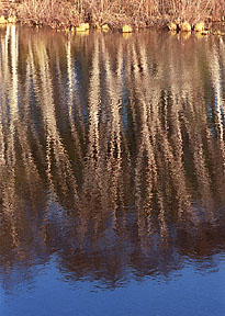 Reflections, near Madge Lake