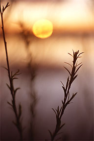 "Sunrise, Wascana Lake"