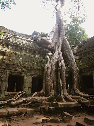 At Ta Prohm in Angkor Wat, Cambodia
