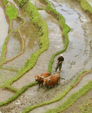 Terraced Rice Field in Bali