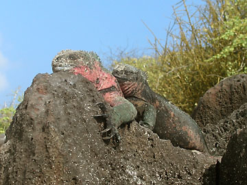 Land iguanas on Isla Espanola