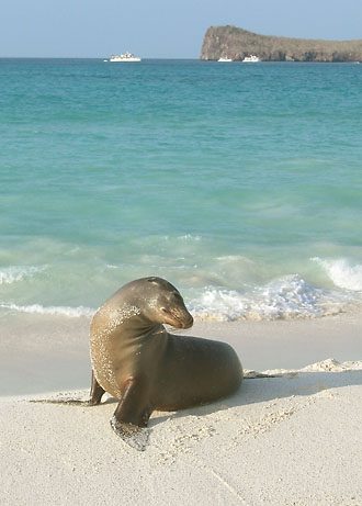 Sea lion on the beach at Isla Espanola
