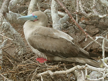 Red-footed boobie on Isla Genovesa