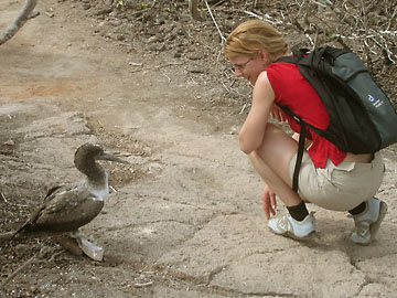 Mixed boobie on Isla Genovesa