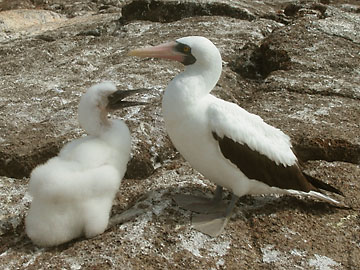 Masked boobie chick with its mother