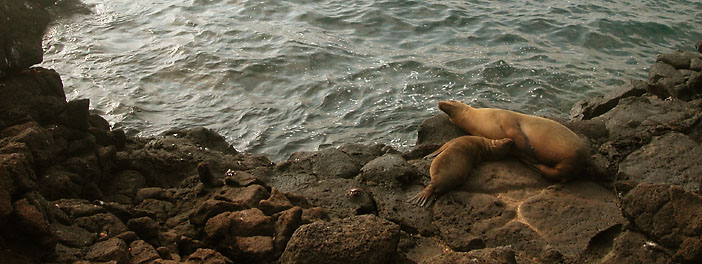 Sea lions on Isla Seymour