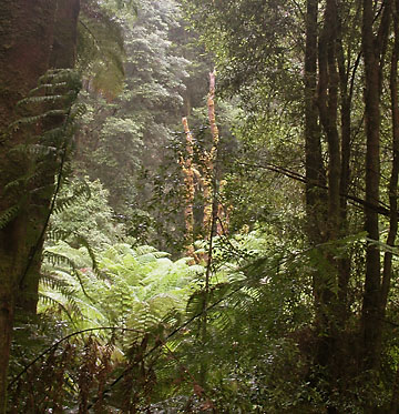 Rainforest in the Tasmanian Wilderness World Heritage Area